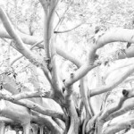 Anche i Ficus di piazza Marina nelle foto di Morello in mostra al Castello a mare