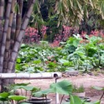 La Macchina dei Sogni tra i sentieri, sotto la luna. All’Orto botanico di Palermo