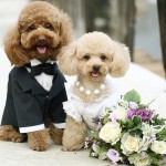 C’è anche il wedding dog sitter tra le tendenze per le nozze 2016. Da domani, a Villa Boscogrande, “Come D’Incanto Sposi”