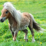 Chi ha smarrito questo pony? Accade a Palermo