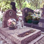Primi passi verso la nascita del cimitero per gli animali domestici a Palermo