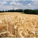 A Sarbucia – Formosa con Libera per assistere alla mietitura del grano salvatosi dagli incendi dolosi dei giorni scorsi