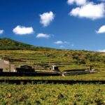 La viticoltura eroica rende il vino unico: I paesaggi terrazzati di Pantelleria